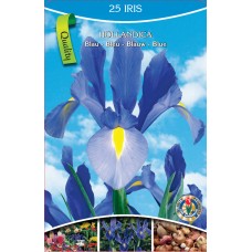 KN Iris Hollandica Blue (25 bulbs)